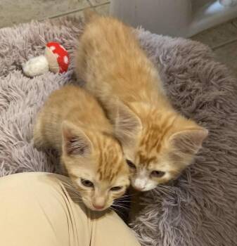 Glover -  Domestic Short Hair and Tabby Cat for Adoption in Oxford, Mississippi - Glover | PetCurious