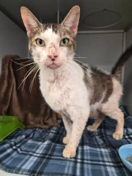 Zed -  Domestic Short Hair Cat for Adoption in Moundsville, West Virginia - Zed | PetCurious