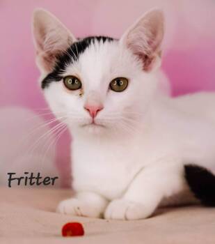 Fritter -  Domestic Short Hair Cat for Adoption in Ashland, Kentucky - Fritter | PetCurious