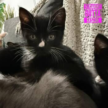 Honeybaked ham -  Domestic Short Hair Cat for Adoption in Vancouver, British Columbia - Honeybaked Ham | PetCurious