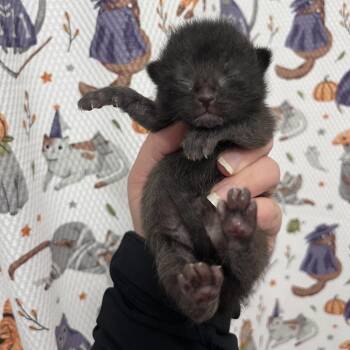 Domestic Short Hair Cats Available for Adoption - Cocoa (paired With A Sibling) | PetCurious