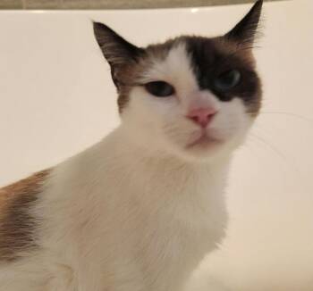 Nina Marie -  Siamese and Domestic Short Hair Cat for Adoption in Dallas, Texas - Nina Marie | PetCurious