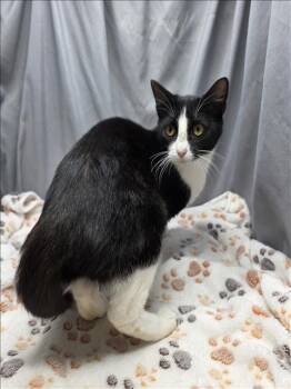 Rescue Domestic Short Hair Cats for Adoption in Grovetown, Georgia - A118595 | PetCurious