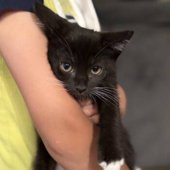 Liberty -  Tuxedo and Domestic Short Hair Cat for Adoption in Knoxville, Tennessee - Liberty | PetCurious