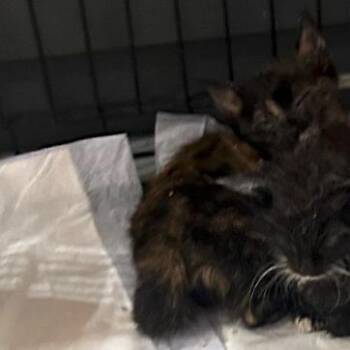 3B Celeste Roswell -  Domestic Short Hair Cat for Adoption in Denver, Colorado - 3B Celeste Roswell | PetCurious