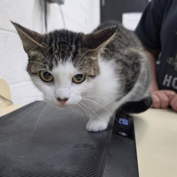Chippy -  Domestic Short Hair Cat for Adoption in Ardmore, Oklahoma - Chippy | PetCurious