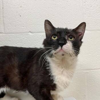 Domestic Short Hair Cats Available for Adoption in Lyndhurst, Virginia - SVAS-Stray-38699 | PetCurious