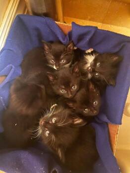 Moqui -  Domestic Short Hair Cat for Adoption in Alafaya, Florida - Moqui | PetCurious