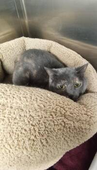 Sissy -  Domestic Short Hair Cat for Adoption - Sissy | PetCurious