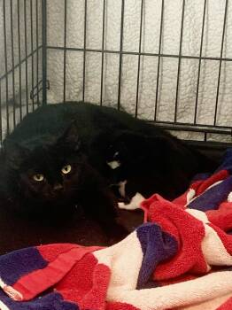 Skye -  Domestic Short Hair Cat for Adoption in Rockaway, New Jersey - Skye | PetCurious