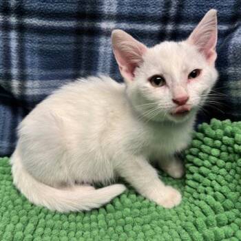 Kona -  Domestic Short Hair Cat for Adoption in Normal, Illinois - Kona | PetCurious
