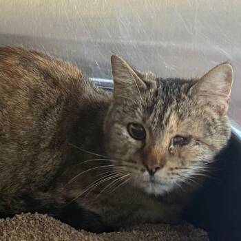 Princess -  Domestic Short Hair Cat Available for Adoption in Cedaredge, Colorado - Princess | PetCurious