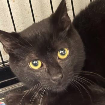 Salem -  Domestic Short Hair Cat for Adoption in Normal, Illinois - Salem | PetCurious