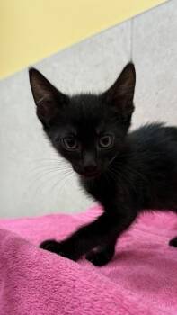 Lunaire -  Domestic Short Hair Cat for Adoption in Honolulu, Hawaii - Lunaire | PetCurious