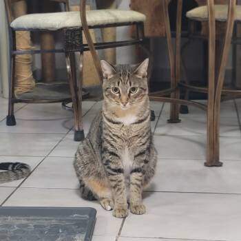 Kit Kat -  Domestic Short Hair Cat for Adoption in Quail Heights, Florida - Kit Kat | PetCurious
