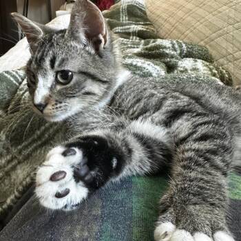 Artemis -  Domestic Short Hair Cat for Adoption in Debary, Florida - Artemis | PetCurious