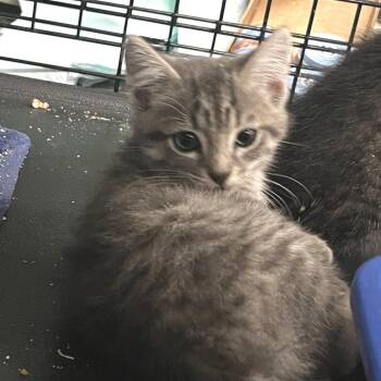Cookie -  Domestic Short Hair Cat for Adoption in Idaho Falls, Idaho - Cookie | PetCurious