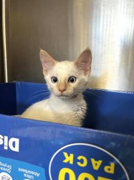 Cirrostratus -  Siamese and Domestic Short Hair Cat for Adoption in Roseville, California - Cirrostratus | PetCurious