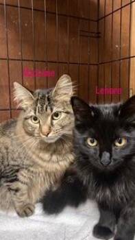 PA - Madeline -  Maine Coon and Domestic Long Hair Cat for Adoption in Hazlet, New Jersey - PA - Madeline | PetCurious