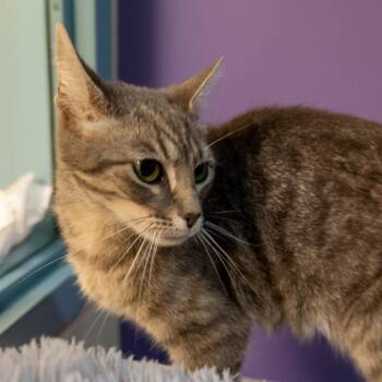 Smokey -  Domestic Short Hair Cat for Adoption in Baltimore, Maryland - Smokey | PetCurious