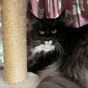 Teddy -  Maine Coon Cat for Adoption in Bedford, New Hampshire - Teddy | PetCurious