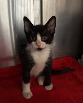 Rescue Domestic Short Hair Cats for Adoption in Buford, Georgia - Rant | PetCurious