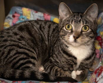 Rescue Domestic Short Hair Cats for Adoption in Wilmington, North Carolina - Hill | PetCurious