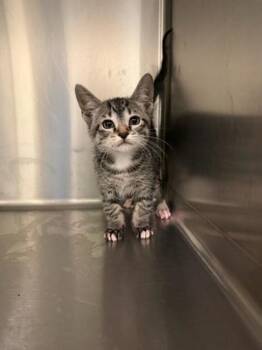 Domestic Short Hair Cats Available for Adoption - Truffle | PetCurious