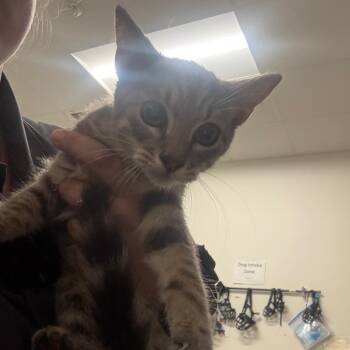 Howl -  Domestic Short Hair Cat for Adoption in League City, Texas - Howl | PetCurious