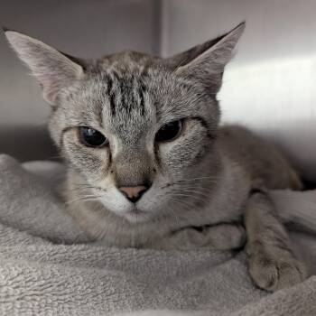 Illiana -  Siamese and Domestic Short Hair Cat for Adoption in Springfield, Illinois - Illiana | PetCurious