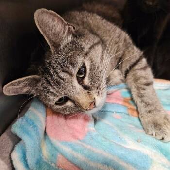 Domestic Short Hair Cats Available for Adoption in Las Vegas, Nevada - Star | PetCurious