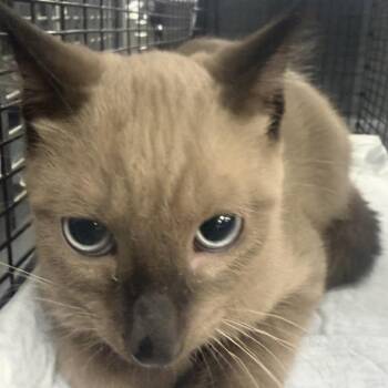 Shebo -  Domestic Short Hair Cat for Adoption in Midland, Texas - Shebo | PetCurious