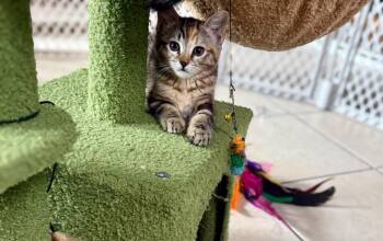Misty -  Domestic Short Hair Cat for Adoption in Thousand Oaks, California - Misty | PetCurious