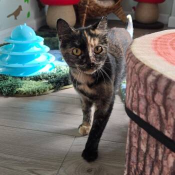 Rescue Tortoiseshell Cats for Adoption in Los Altos, California - Butterscotch - Female Teenager | PetCurious