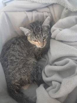 Rescue Domestic Short Hair Cats for Adoption in Fort Worth, Texas - 59768084 | PetCurious