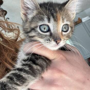 Doe Hughes -  Domestic Short Hair Cat for Adoption in Eagle Mountain, Utah - Doe Hughes | PetCurious