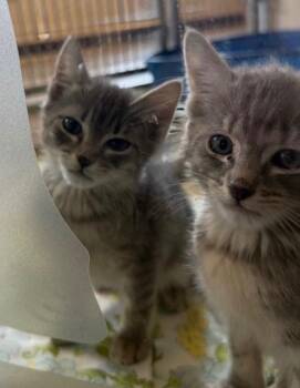 Domestic Short Hair Cats Available for Adoption - Dos | PetCurious