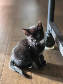 Domestic Short Hair Cats Available for Adoption in Buford, Georgia - Tripurr | PetCurious