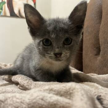 Rescue Domestic Short Hair Cats for Adoption in Houston, Texas - Harley | PetCurious