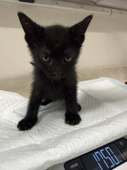 MACBETH -  Domestic Short Hair Cat for Adoption in Baytown, Texas - MACBETH | PetCurious