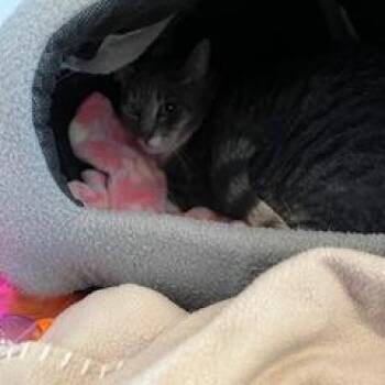 Zoe -  Domestic Short Hair Cat for Adoption in Buellton, California - Zoe | PetCurious