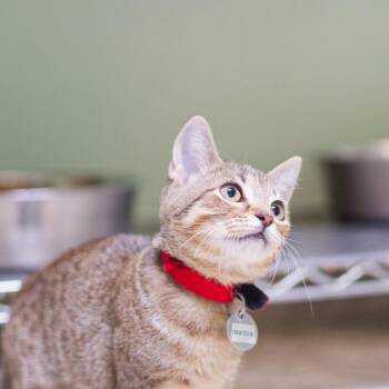 Invidia -  Domestic Short Hair Cat for Adoption in Hot Springs, Arkansas - Invidia | PetCurious