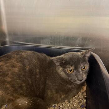 Erika -  Domestic Short Hair Cat for Adoption in Hagerstown, Maryland - Erika | PetCurious