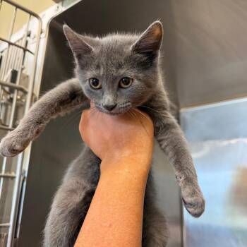 Domestic Short Hair Cats Available for Adoption in New York, New York - Kitten F | PetCurious