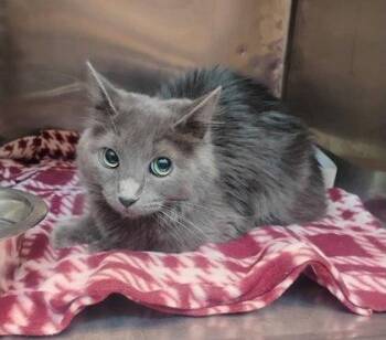 Domestic Medium Hair Cats Available for Adoption in El Paso, Texas - Polly Pocket | PetCurious