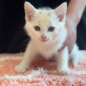 Linny -  Domestic Short Hair Cat Available for Adoption in Mebane, North Carolina - Linny | PetCurious