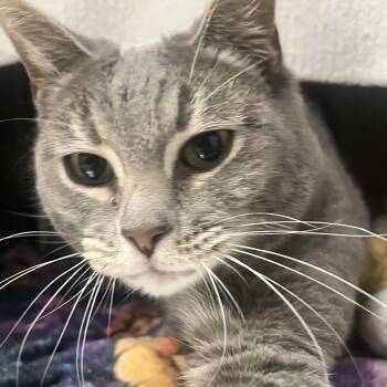 Domestic Short Hair Cats Available for Adoption - Storm | PetCurious