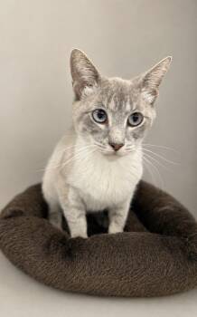 Loretta -  Domestic Short Hair and Siamese Cat Available for Adoption in Greensboro, North Carolina - Loretta | PetCurious