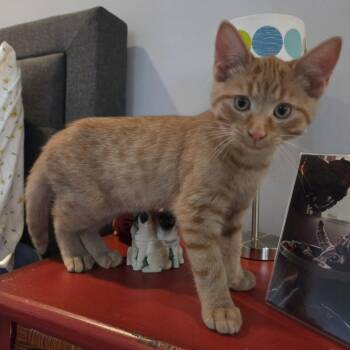 MAYCEN -  Domestic Short Hair Cat for Adoption in Delhi, Ontario - MAYCEN | PetCurious