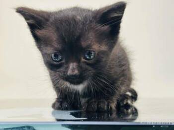 Skillet -  Domestic Short Hair Cat for Adoption in West Chester, Pennsylvania - Skillet | PetCurious